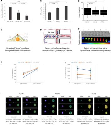 Single Cell Mechanotype and Associated Molecular Changes in Urothelial Cell Transformation and Progression